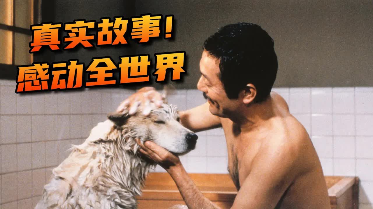 真实故事改編！超100萬人只看過它的翻版，卻不知道原版更催淚《忠犬八公物语》